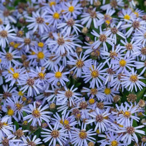 Metsäasteri 'Nana Blue'