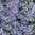 Metsäasteri 'Nana Blue'