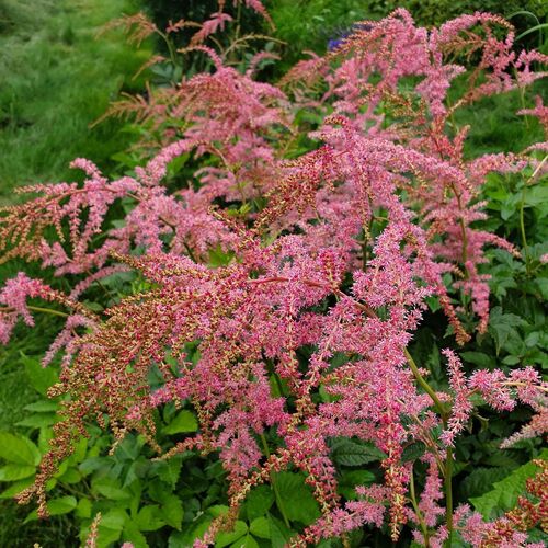Harsojaloangervo 'Straussenfeder'
