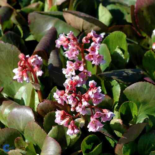 Bergenia 'Winterglut'