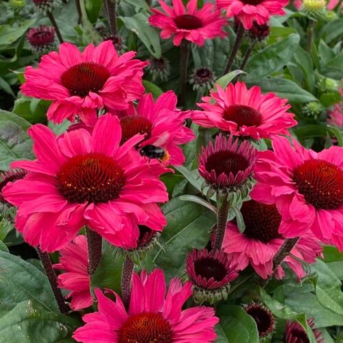 Röd solhatt 'Sunseekers Carmine'