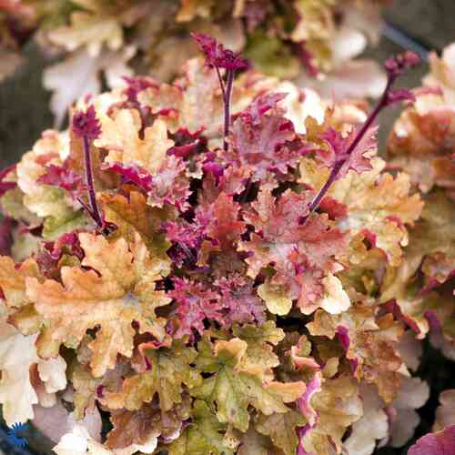 Alunrot 'Marmalade' XL