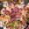 Alunrot 'Marmalade' XL