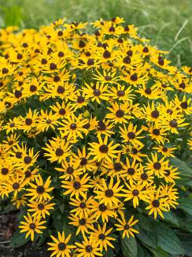 Loistopäivänhattu 'Little Goldstar' XL