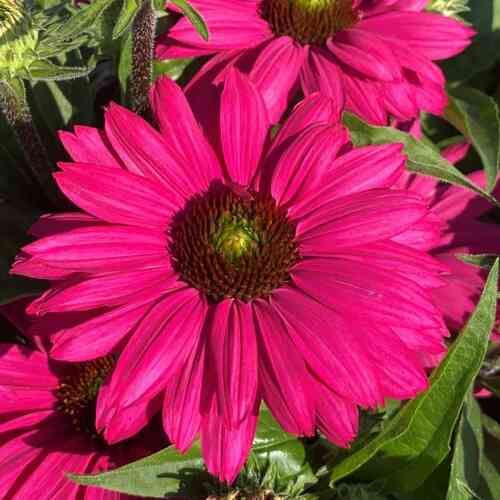 Tarhapunahattu 'Sunseekers Magenta'® XL