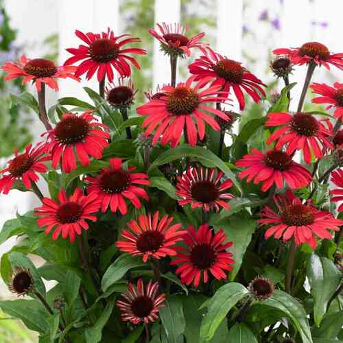 Tarhapunahattu 'Sunseekers Red' XL