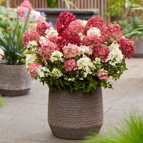 Japaninhortensia 'Groundbreaker® Ruby' 1,5 l