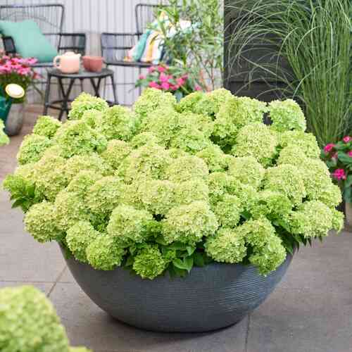 Japaninhortensia 'Groundbreaker® Greeny' 1,5 l