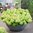 Japaninhortensia 'Groundbreaker® Greeny' 1,5 l