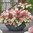 Japaninhortensia 'Groundbreaker® Blush' 3 l
