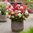 Japaninhortensia 'Groundbreaker® Ruby' 3 l