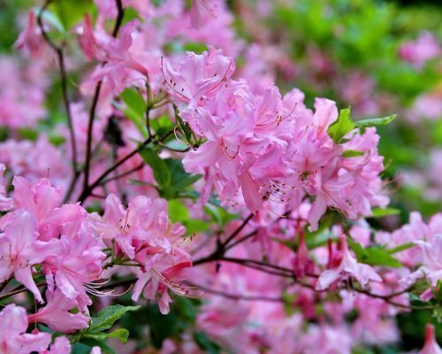 Mustila-Atsaleat_500x400