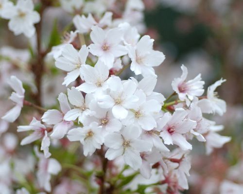 Mustila-Kirsikkapensaat_500x400_s