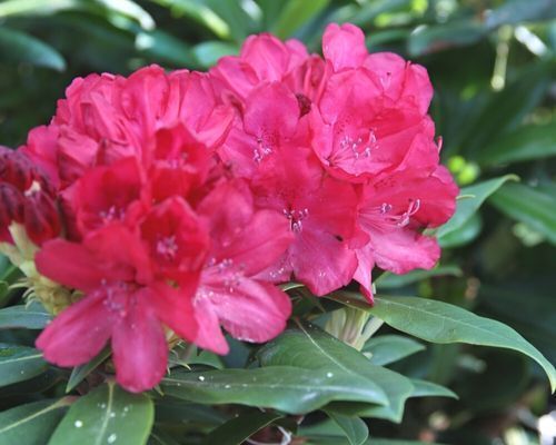 Mustila-Suomessa_jalostetut_alppiruusut-500x400