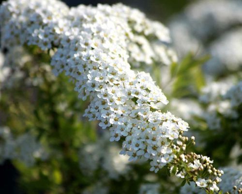 Mustila-angervot-500x400