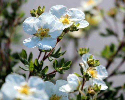 Mustila-hanhikit-500x400