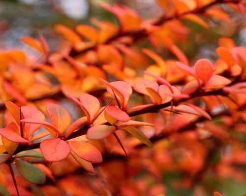 Mustila-happomarjat2_500x400_s