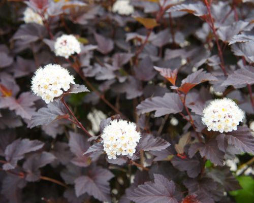 Mustila-heisiangervot_C_500x400_s