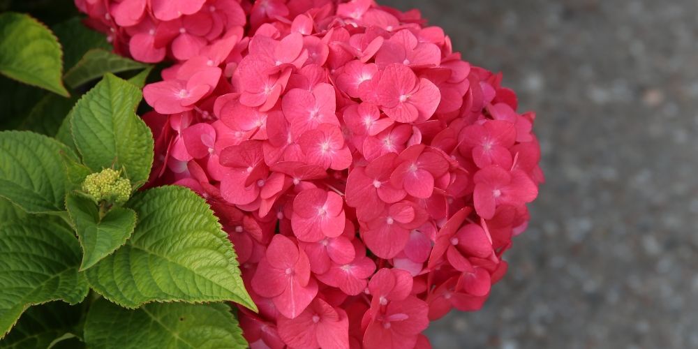 Mustila-hortensia-1000x500