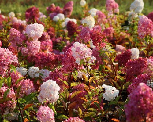 Mustila-hortensiat_500x400_mustila_s