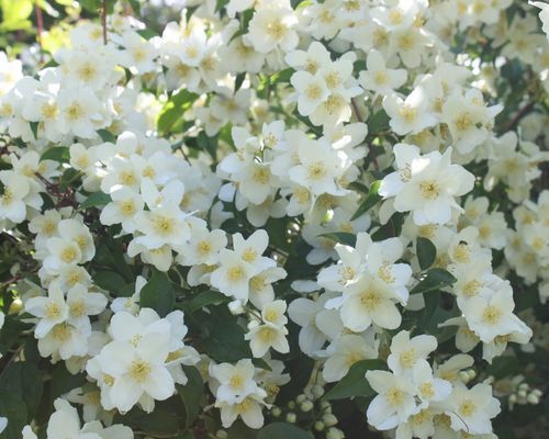 Mustila-jasmikkeet_500x400_mustila_s