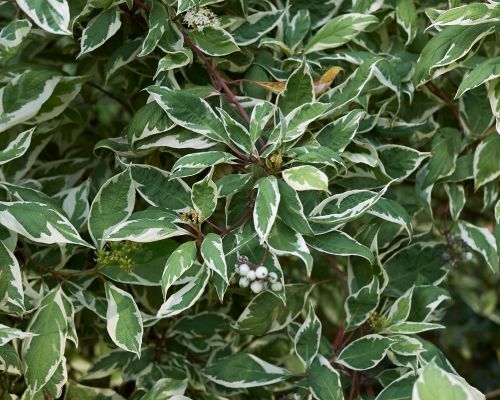 Mustila-kanukat_C_500x400_s