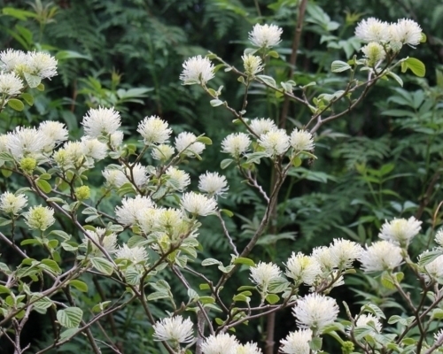 Mustila-muut_pensaat_C_500x400_s