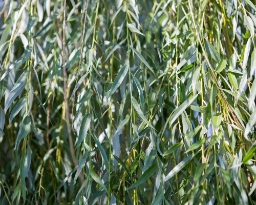 Mustila-pajut_C_500x400__s