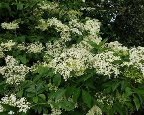 Mustila-seljat_C_500x400_s