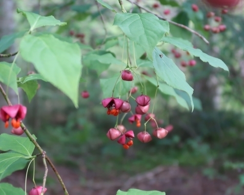 Mustila-sorvarinpensaat_mustila_500x400_s