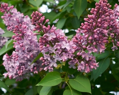 Mustila-syreenit_C_500x400_s