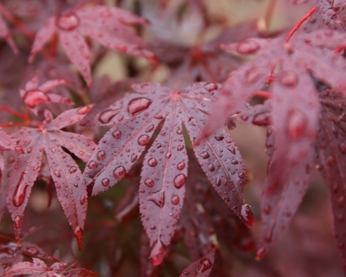 Mustila-vaahterat_mustila_500x400_s