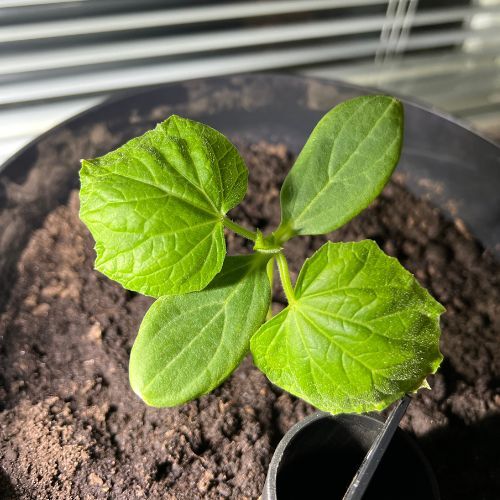 Mustila-ikkunakurkku-altakastelu-500x500