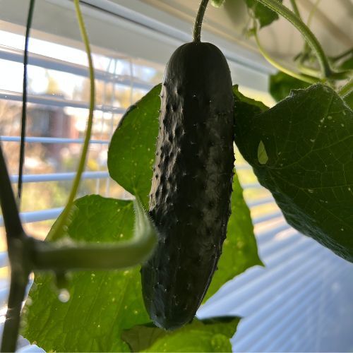 Mustila-ikkunakurkku-lahis-500x500
