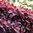 Punaperuukkipensas 'Royal Purple'