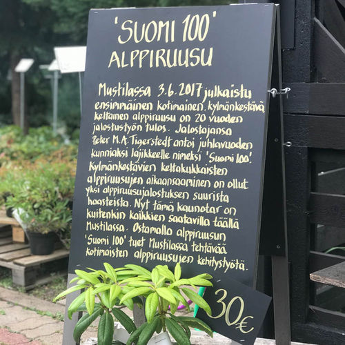 Alppiruusu 'Suomi 100'