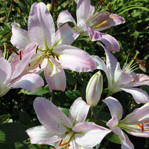 Lilja 'Oriental Lavendel-Lila'