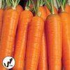 Porkkana 'Nantes' siemennauha 5m
