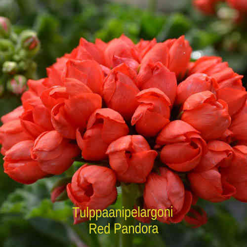 Tulppaanipelargoni 'Red Pandora'