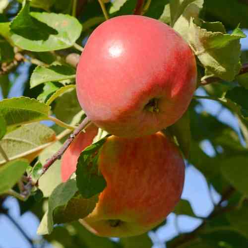 Hillittykasvuinen omenapuu 'July Red' 