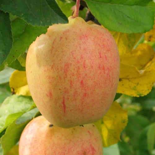 Hillittykasvuinen omenapuu 'Åkerö'