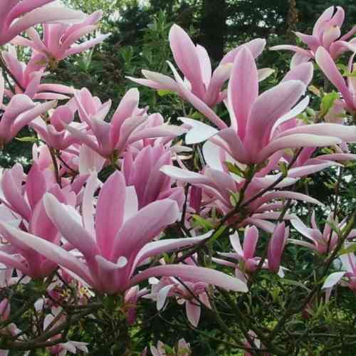 Magnolia 'George Henry Kern' 50-60 cm 