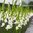 Gladiolus valkoinen