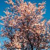 Kirsikkaluumu 'Nigra'