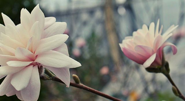 MuPu-blogi-juhla-magnolia