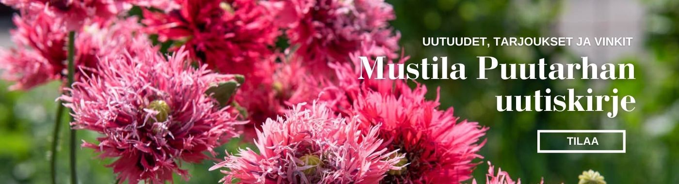 Tilaa-MustilaPuutarha-uutiskirje
