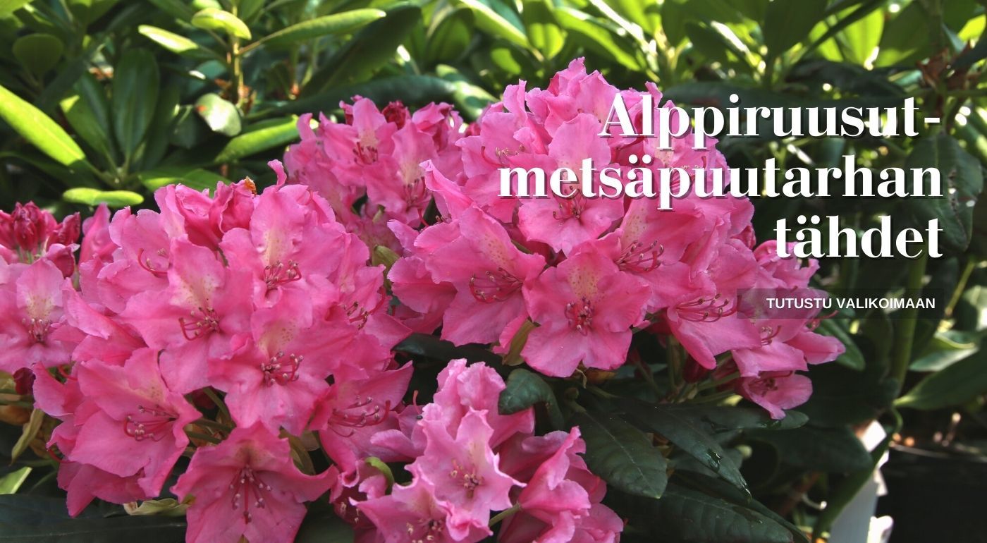 Mustila-alppiruusu-1400x770
