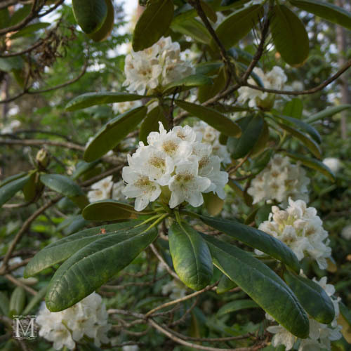 Mustilanalppiruusu-9364