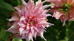 Mustila-daalia-vaaleanpun-240