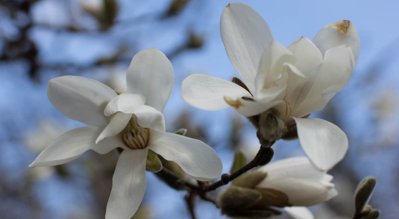 Magnoliat